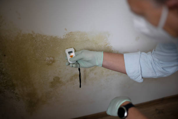 DIY Mold Remediation